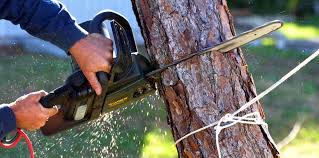 How Our Tree Care Process Works  in  Lincoln Park, MI