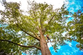 Best Tree Fertilization Services  in Lincoln Park, MI