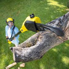 Best Stump Grinding and Removal  in Lincoln Park, MI