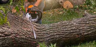 Best Hazardous Tree Removal  in Lincoln Park, MI