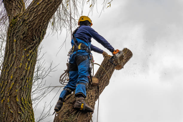 Best Root Management and Removal  in Lincoln Park, MI