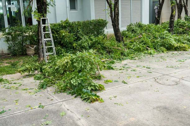 Best Seasonal Cleanup (Spring/Fall)  in Lincoln Park, MI