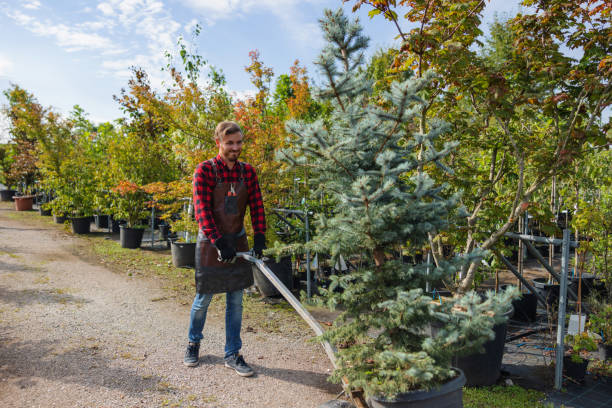 Best Tree Maintenance Programs  in Lincoln Park, MI