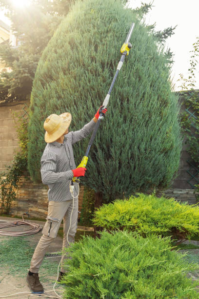 Best Fruit Tree Pruning  in Lincoln Park, MI