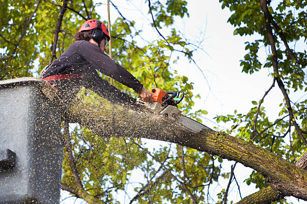 Best Arborist Consultation Services  in Lincoln Park, MI